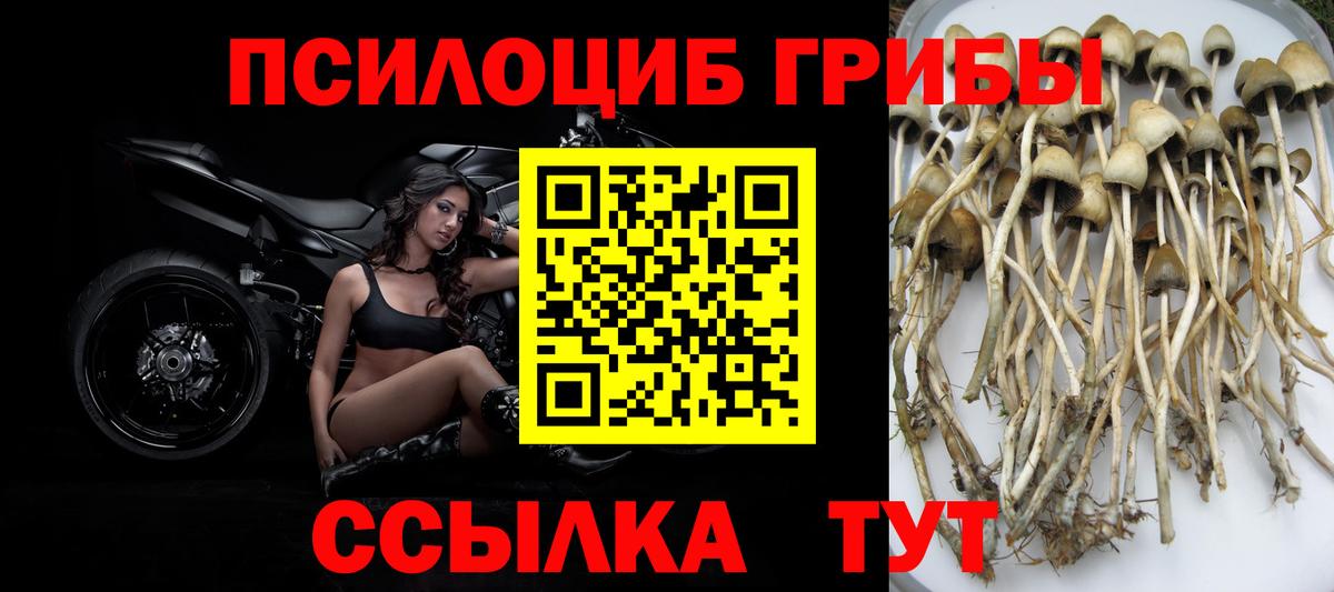 Псилоцибиновые грибы ЛСД  Вход с VPN  где продают наркотики  Саянск 